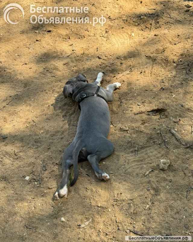 Шикарные голубо-белые щенки Амстаффтерьера 4 месяца ркф