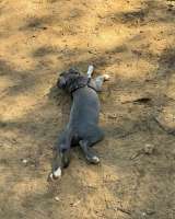 Шикарные голубо-белые щенки Амстаффтерьера 4 месяца ркф