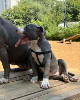 Шикарные голубо-белые щенки Амстаффтерьера 4 месяца ркф