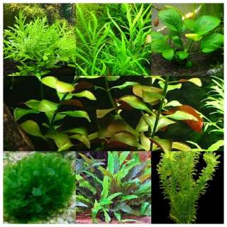 Аквариумные растения