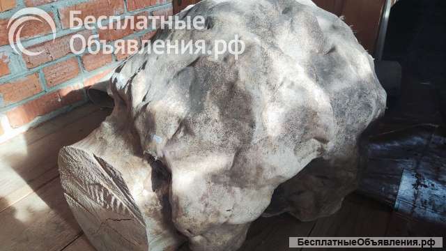 Сувель береза сухая для творчества и хобби