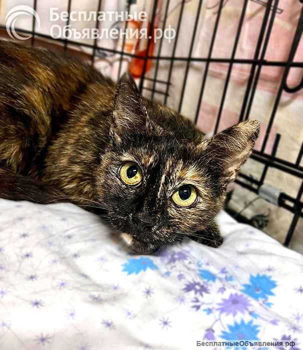 В добрые руки черепаховая кошечка Муся