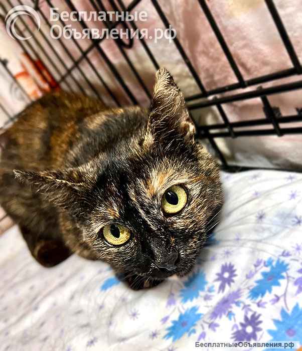 В добрые руки черепаховая кошечка Муся