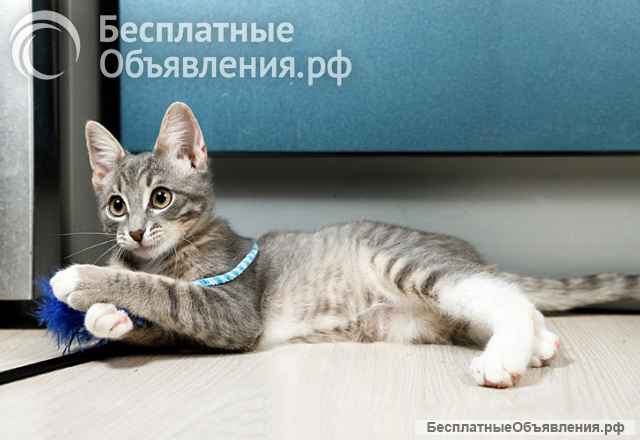 Котёнок Листик, полосатый ангелочек ищет дом