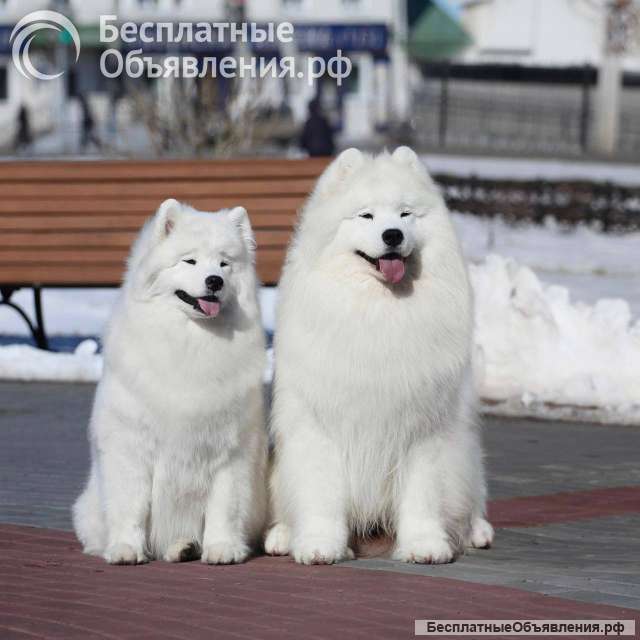 Щенки самоеда