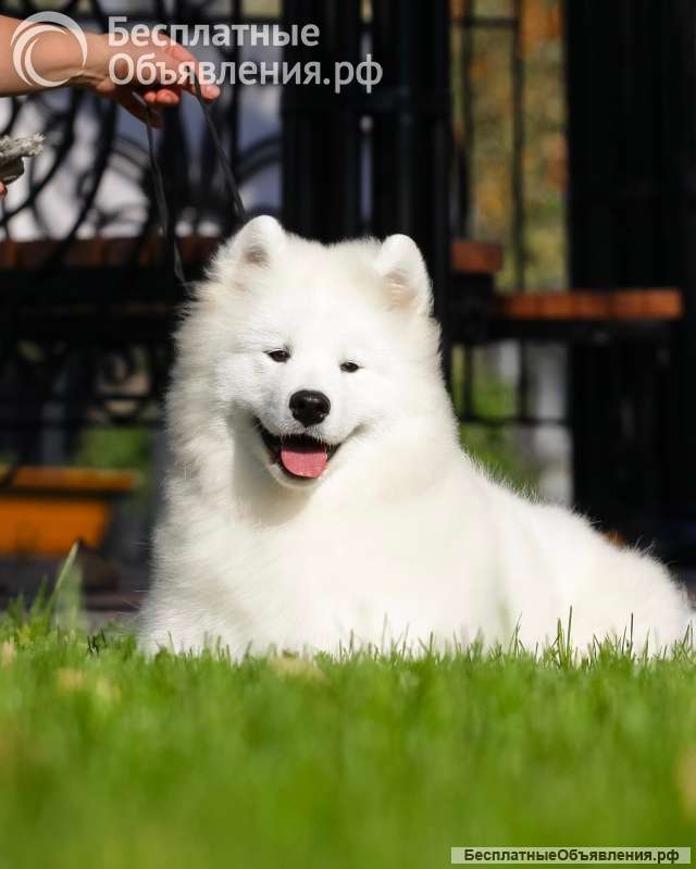 Щенки самоеда