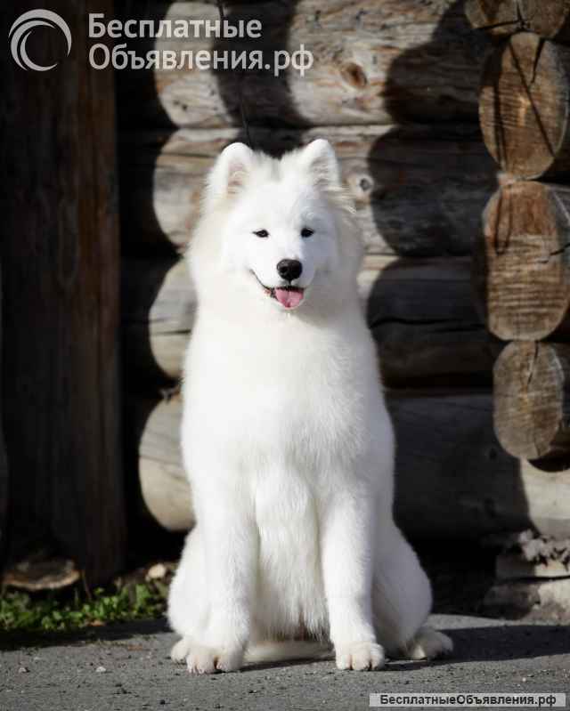 Щенки самоеда