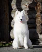 Щенки самоеда