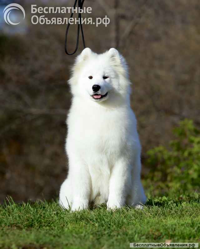 Щенки самоеда