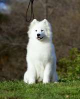 Щенки самоеда