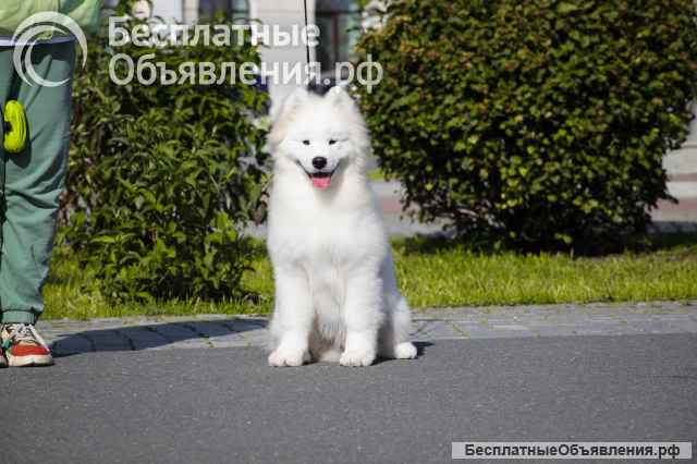 Щенки самоеда