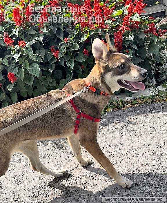 Очаровательная девочка-щенок Марта ищет дом и любящую семью