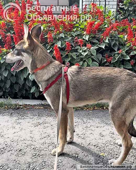 Очаровательная девочка-щенок Марта ищет дом и любящую семью