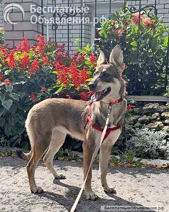 Очаровательная девочка-щенок Марта ищет дом и любящую семью