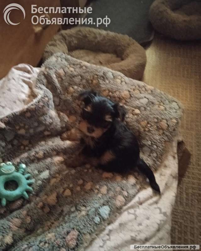 Щенок йоркширского терьера ищет теплый дом