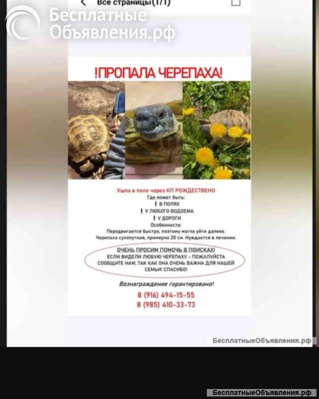 Ушла черепашка Истра Рождествено ул Привольная