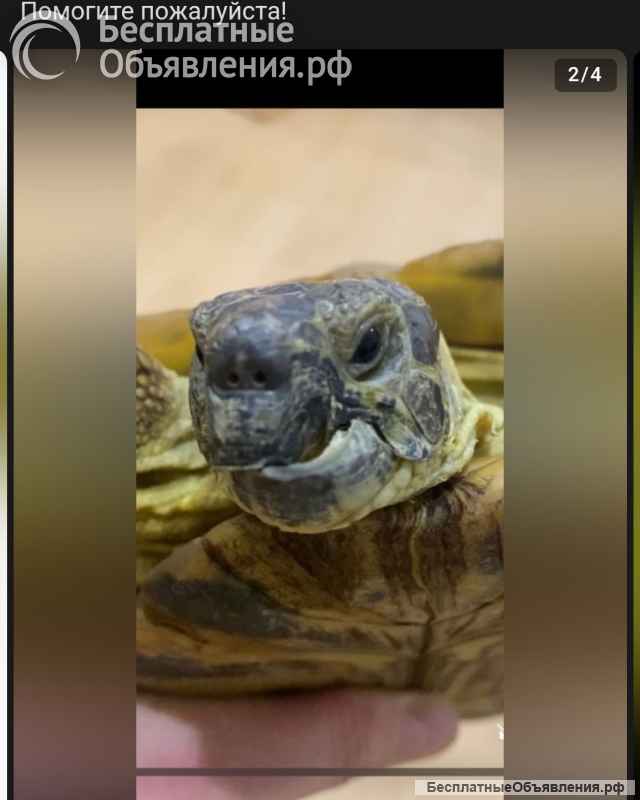 Черепаха пропала Истра Рождествено ул Привольная