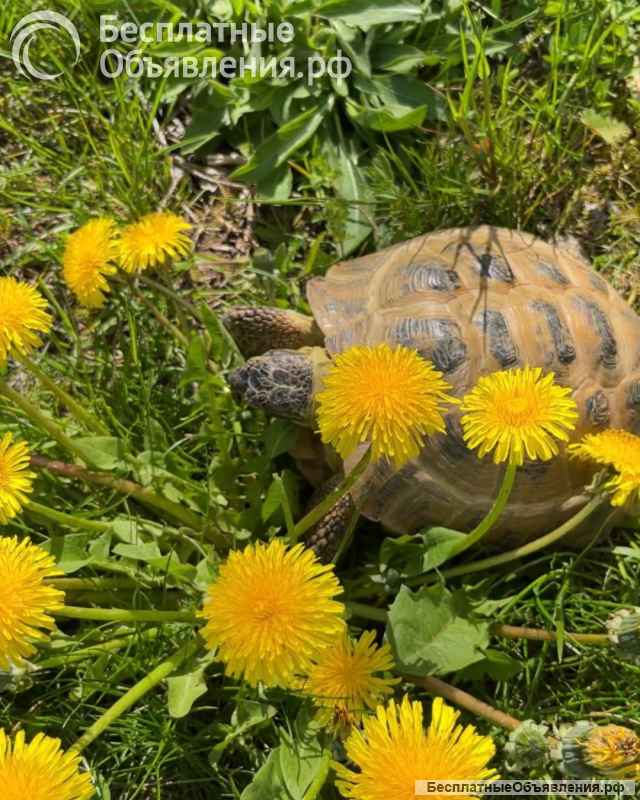 Черепаха пропала Истра 30000 + премия кто вернёт Рождествено ул Привольная