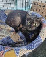 Дымчатая британка Глаша в поисках дома