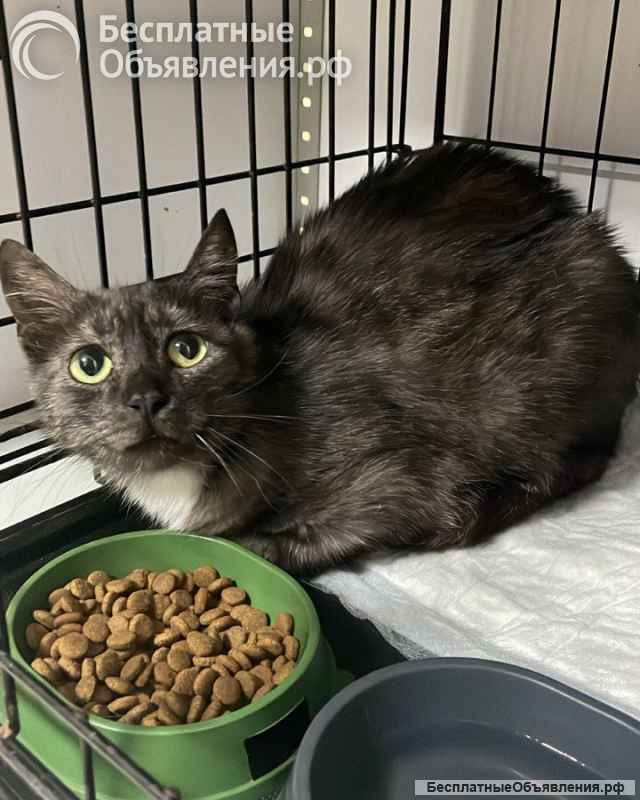 Дымчатая британка Глаша в поисках дома