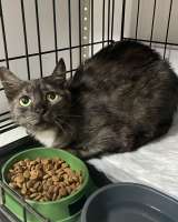 Дымчатая британка Глаша в поисках дома