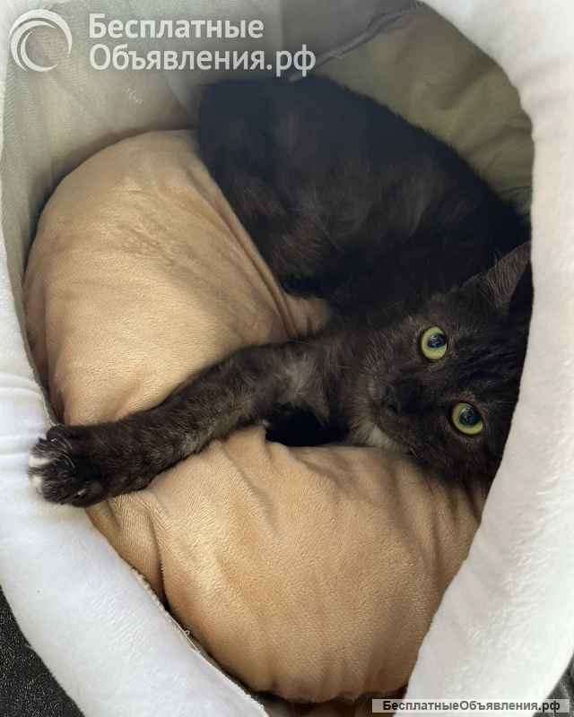 Дымчатая британка Глаша в поисках дома