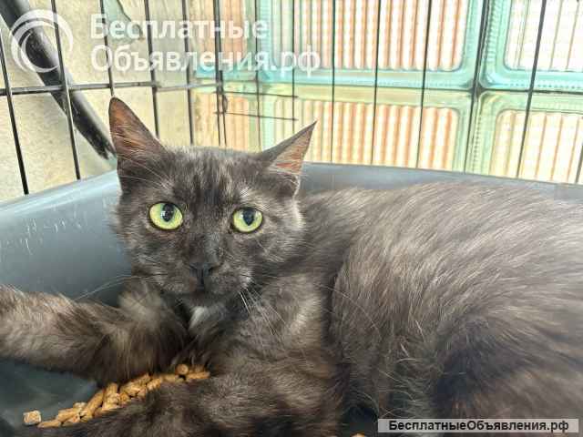 Дымчатая британка Глаша в поисках дома