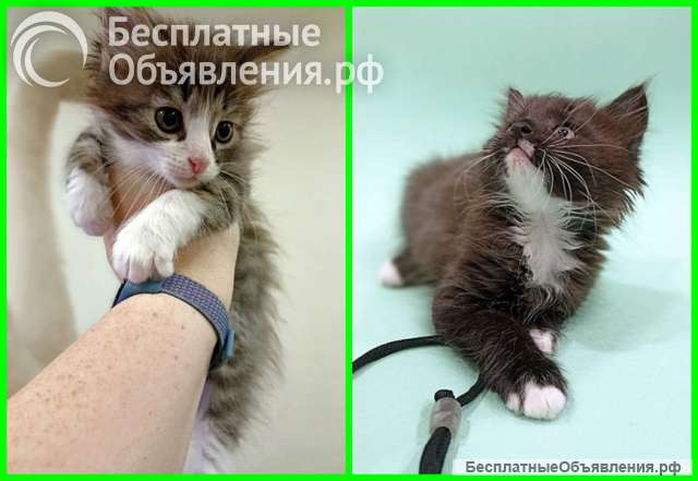 Домашние котята-девочки в добрые руки