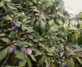 Слива Венгерка синяя (типа Угорки), оздоровительная, экологически чистая