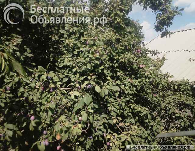 Слива Венгерка синяя (типа Угорки), оздоровительная, экологически чистая