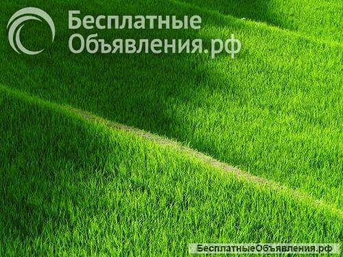 Озеленение, устройство газонов, благоустройство территорий