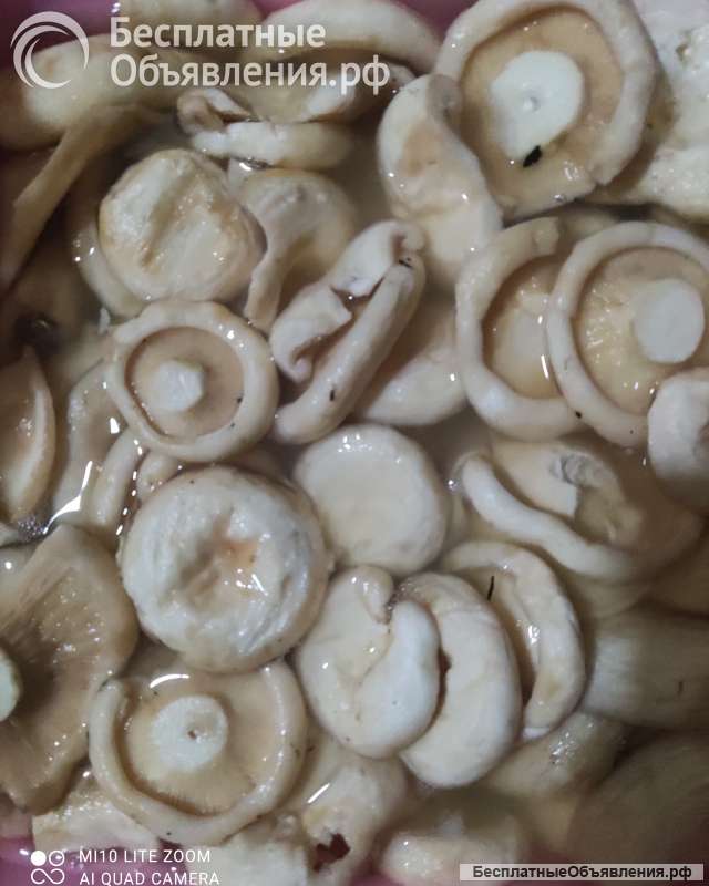 Грибы грузди
