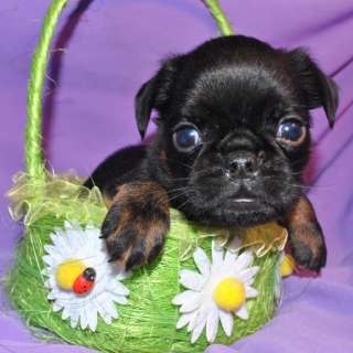 Малыши брабансоны на сентябрь