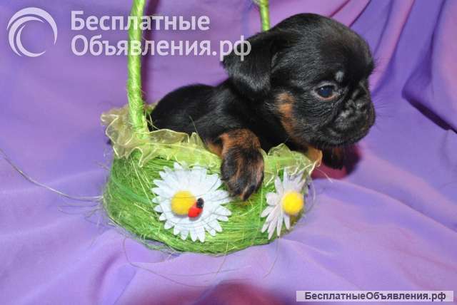 Малыши брабансоны на сентябрь