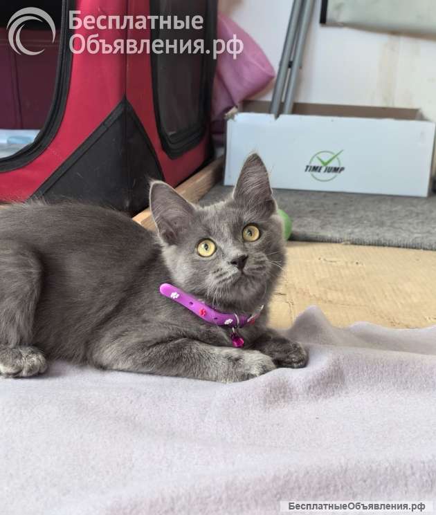 Маленькая Дымка ищет семью