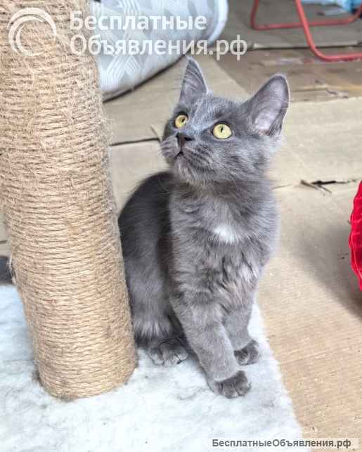 Маленькая Дымка ищет семью