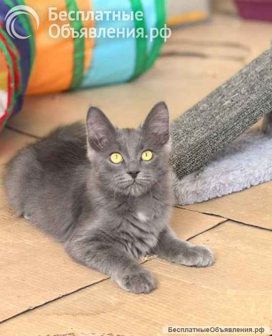 Маленькая Дымка ищет семью