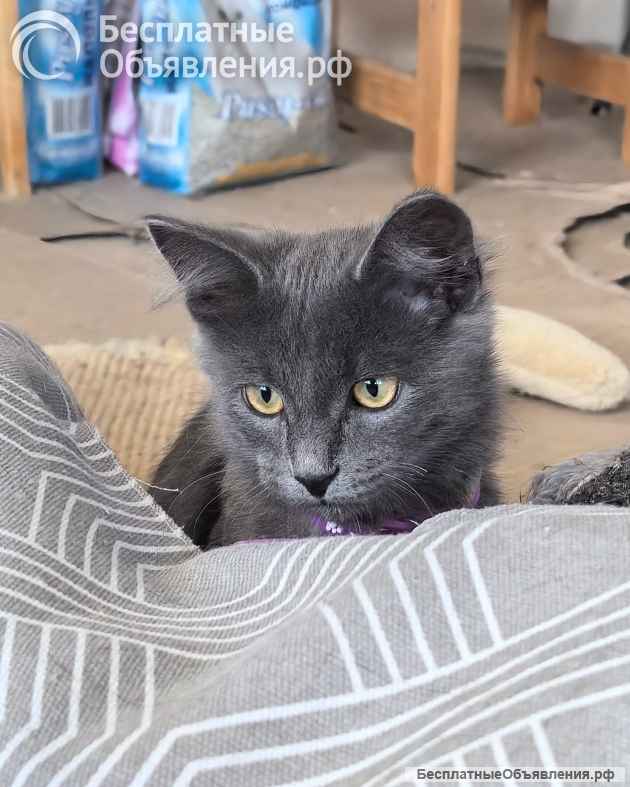 Маленькая Дымка ищет семью