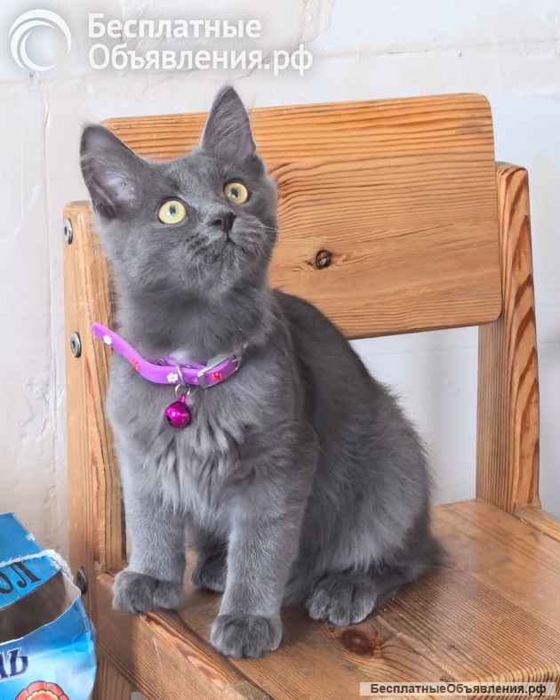 Маленькая Дымка ищет семью