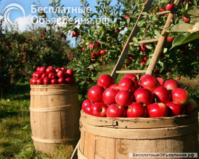Сборщик яблок Липецк Вахта