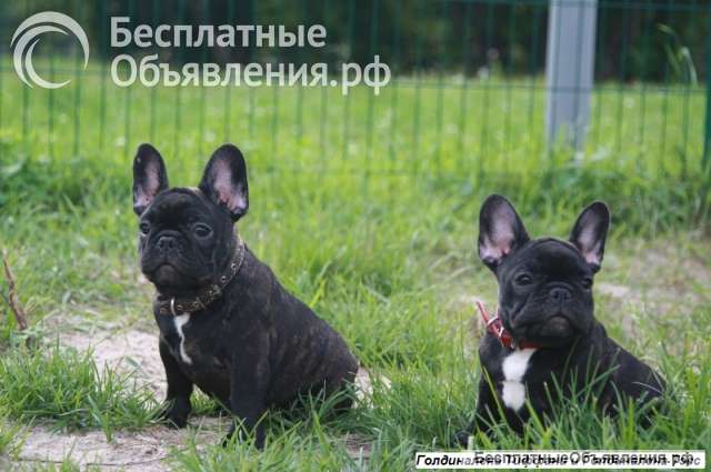 Французский бульдог тигровые и палевая девочки