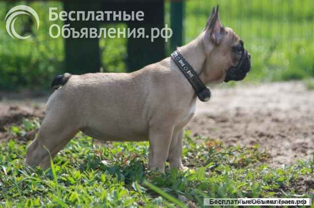 Французский бульдог тигровые и палевая девочки