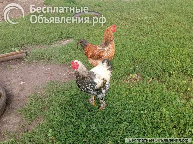 Молодые петушки