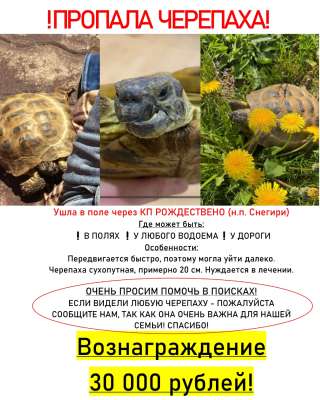 Черепаха пропала сухопутная Помогите 33000 кто найдёт Истра