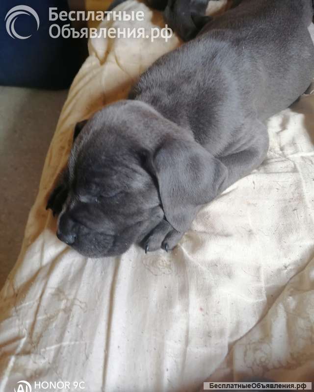 Щенки кане корсо