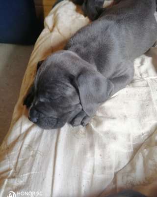 Щенки кане корсо