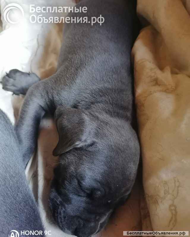 Щенки кане корсо