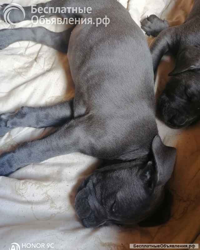 Щенки кане корсо