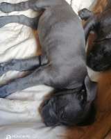 Щенки кане корсо