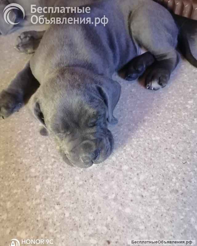 Щенки кане корсо